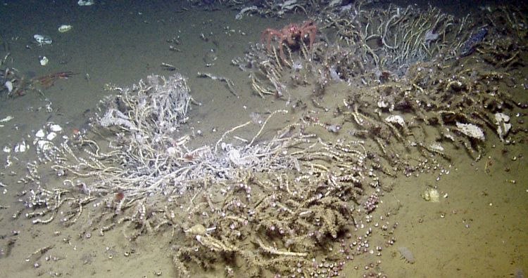 Biodiversity surprises at bubbly deep-sea cold seeps along Cascadia fault