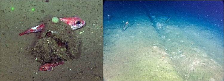 The cumulative effects of bottom trawling and low oxygen on marine life