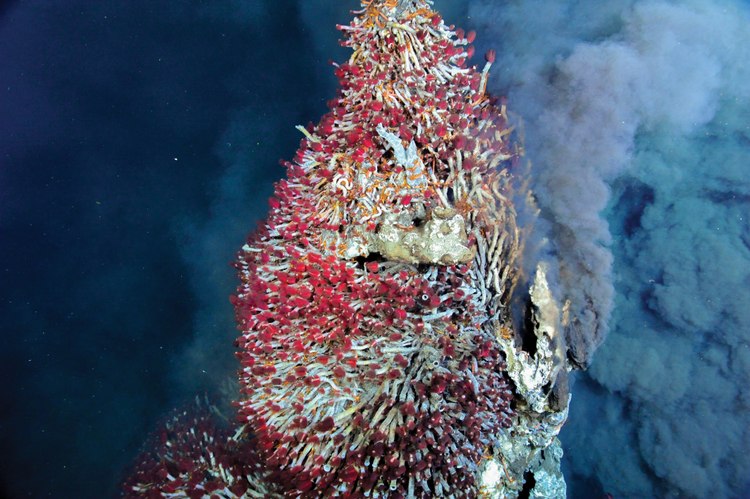 Expedition sails to Endeavour hot vents