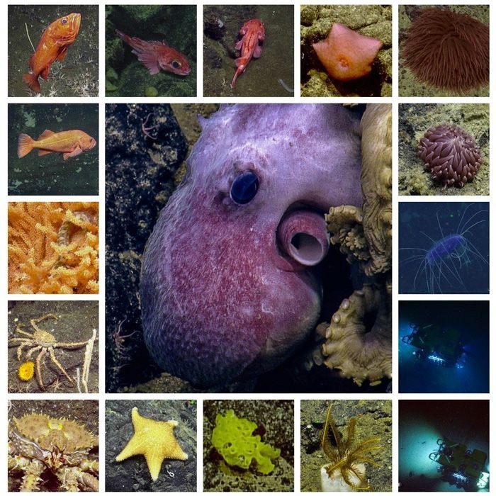 Discovering and protecting seamounts in the northeast Pacific