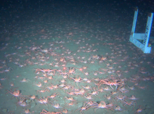 Crabs everywhere! A mystery caught on camera!