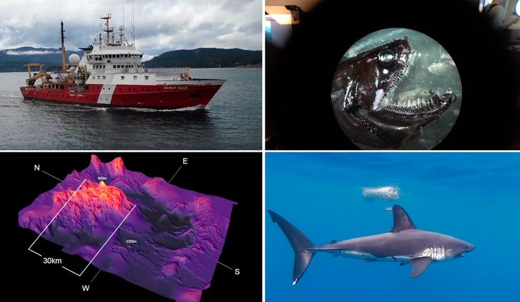 Seamounts expedition discovers 'Coraltropolis' and scratching shark