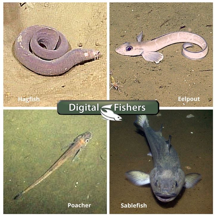 Your new Digital Fishers mission (should you choose to accept it)…