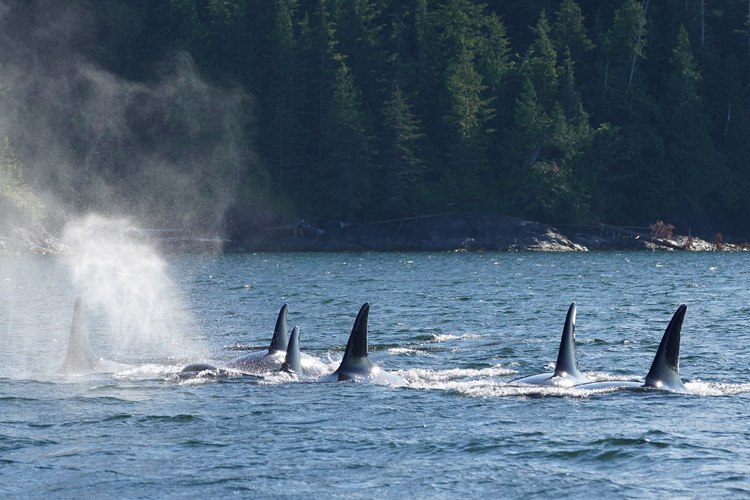 Endangered southern resident killer whales return to a quieter Salish Sea