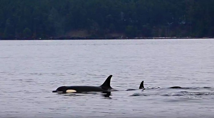Monitoring Canada’s ocean, coasts, and killer whales through technology and data