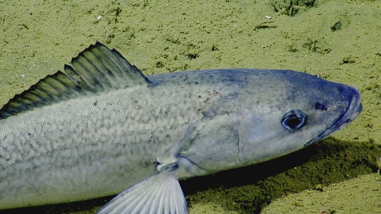 Sablefish Countdown Redux