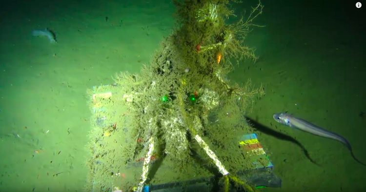 Underwater cameras: a window to the deep sea