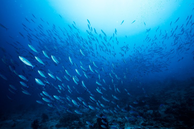 New Digital Fishers Campaign: Feeding Deep Sea Critters