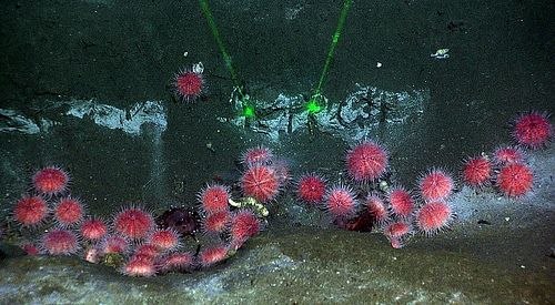 Barkley Canyon under the microscope